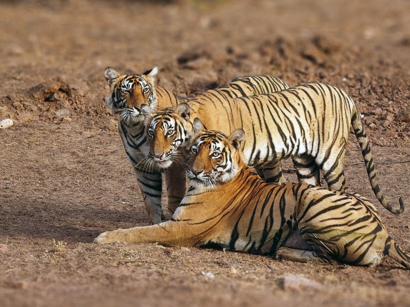The number of tigers in Maharashtra is likely to cross 400, Vidarbha itself is likely to have more than 400 tigers | ...तर विदर्भातील वाघांची संख्या ४०० पार जाईल