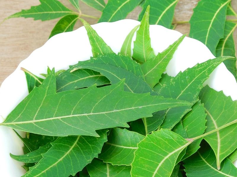 Amazing health and beauty benefits of neem | कडूलिंबाचे हे आरोग्यदायी फायदे तुम्हाला माहीत आहेत का?