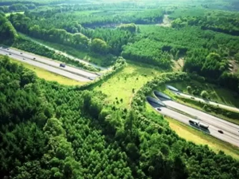 Development Can Coexist With Nature! This Image Of Netherlands Wildlife Bridge Known As Ecoduct Impressed Anand Mahindra | 'या' फोटोने आनंद महिंद्रांचे जिंकले मन; नितीन गडकरींना केली विनंती अन् म्हणाले...  