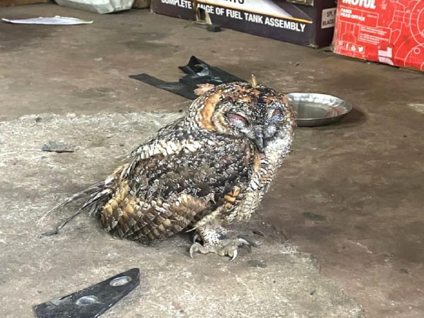Rare Bloody Owl found in Rambagh Colony | रामबाग कॉलनीत आढळले दुर्मिळ रक्तलोचन घुबड