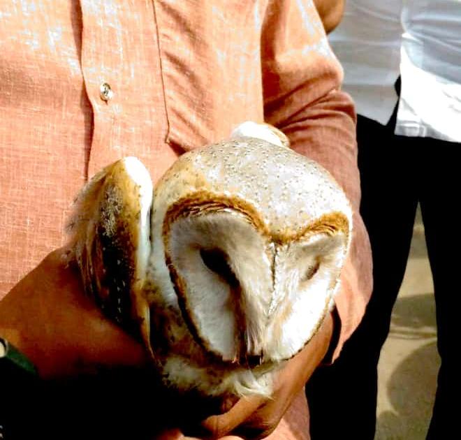  The injured owl is alive in Paithan | जखमी घुबडाला पैठणमध्ये जीवदान