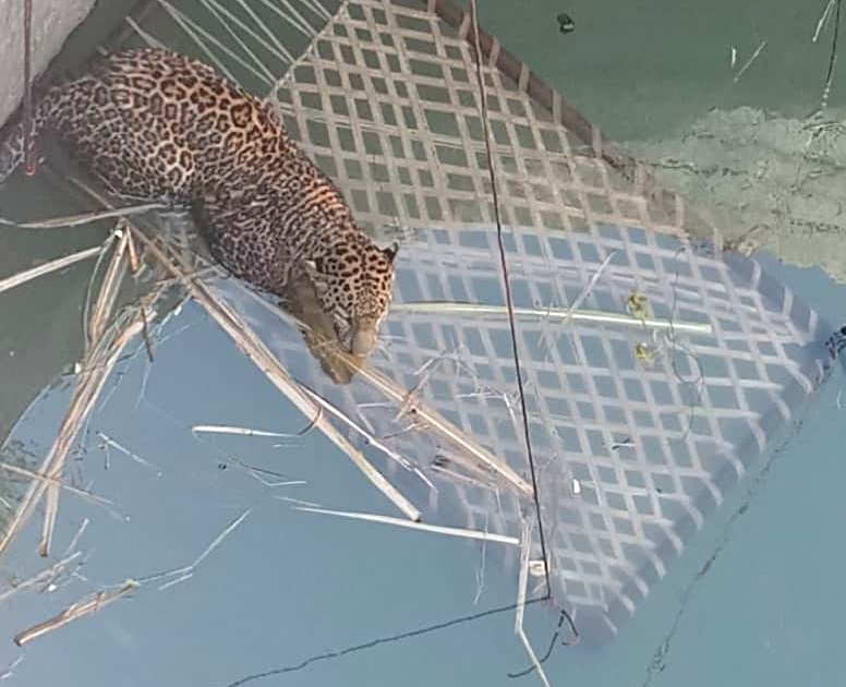 Paithan talukas caught 'he' leopards | पैठण तालुक्यातील ‘तो’ बिबट्या पकडला