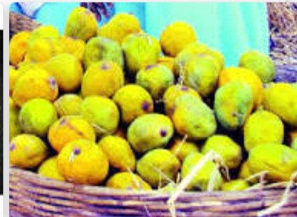 Why is Gavaran Mango becoming rare? | का दुर्मिळ होत आहे गावरान आंबा?