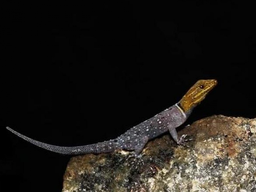 New gecko found from the Western Ghats | देखण्या पालीच्या नवीन प्रजातीचा शोध