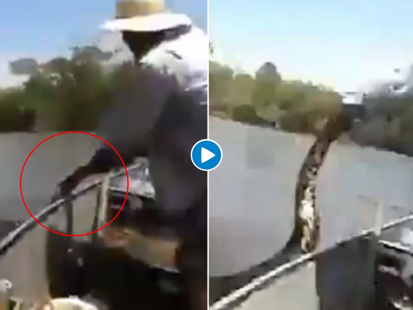 Man try to pull a anaconda from water, old video again viral on social media | Viral Video: 'तो' Anaconda चं शेपूट धरून पाण्यातून खेचू लागला अन्....बघा पुढे काय झालं...