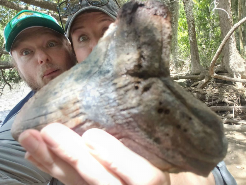 Couple from South carolina discovers giant megalodon shark tooth video viral | अरे बाप रे बाप! कपलने शोधला 'मेगालोडन शॉर्क' 'विशाल दात', व्हायरल व्हिडीओ पाहून लोकांची बोलती झाली बंद...