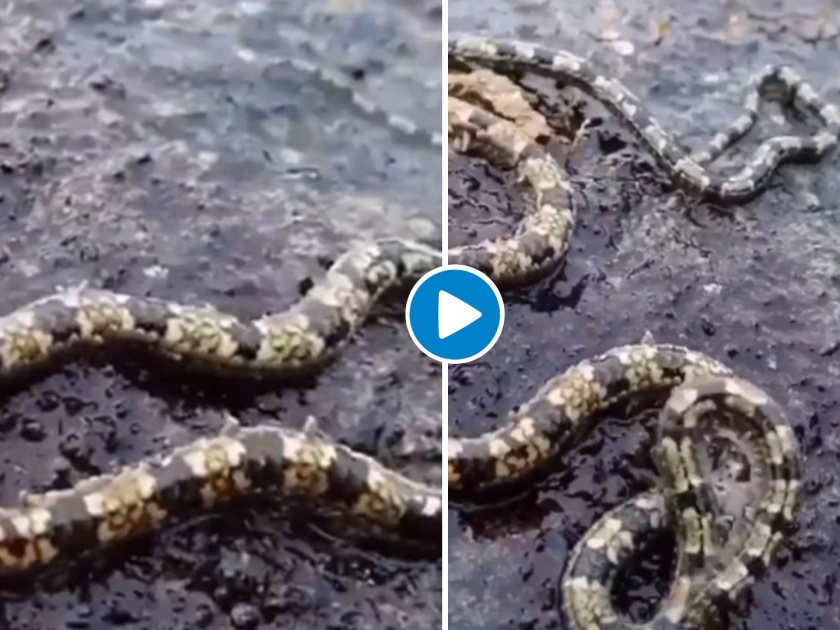 That's not snake! Viral video is freaking out netizens | डरना मना हैं! दगडावर सरपटणारा हा विचित्र जीव पाहून लोक झाले हैराण, पण हा जीव नेमका आहे तरी काय?