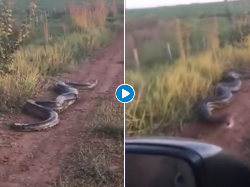 Viral Video : pregnant anaconda strikes car as petrified onlookers scream | Viral Video : ...अन् त्याच्यासमोर अचानक 23 फूट लांब Anaconda आला, पुढे झालं ते पाहून फुटेल घाम!