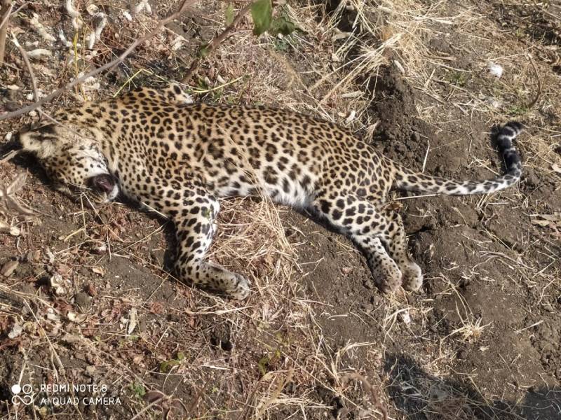 Suspicious death of leopard in Malegaon Yavatmal | यवतमाळच्या माळेगावमध्ये बिबट्याचा संशयास्पद मृत्यू