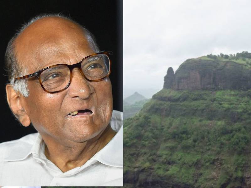 kolhapur Botanist Named Sahyadri Mountain Plant after ncp chief Sharad Pawar as Argyreia Sharadchandraji | Sharad Pawar: 'सह्याद्री'तील दुर्मिळ वनस्पतीला शरद पवारांचं नाव; कशी दिसते 'अजेंरिया शरदचंद्रजी' वनस्पती?