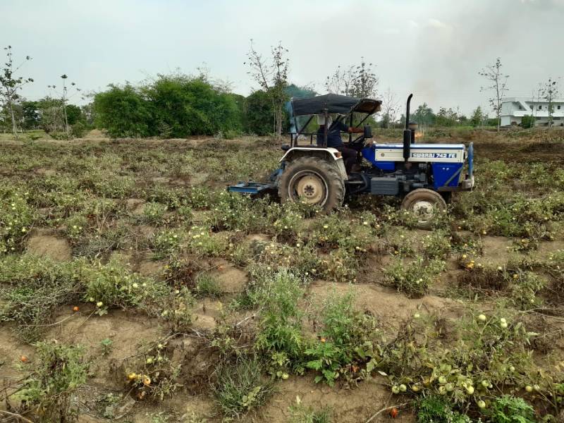 Angry farmer drives tractor in tomato field | अन् संतप्त शेतकऱ्याने ऐन अक्षय्य तृतीयेलाच टोमॅटोच्या शेतीत चालविला ट्रॅक्टर!