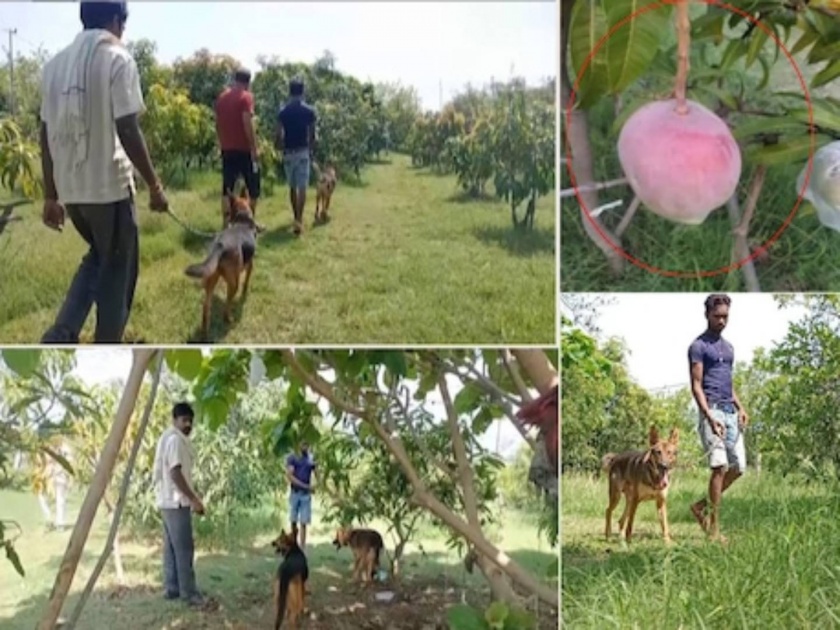 jabalpur miyazaki mangoes sell for about 3 lakh per kg 4 guards 6 dogs to protect | ७ आंब्यांसाठी ४ रखवालदार अन् ६ कुत्रे तैनात; असं आहे तरी काय आंब्यांत? किंमत ऐकून चक्रावून जाल