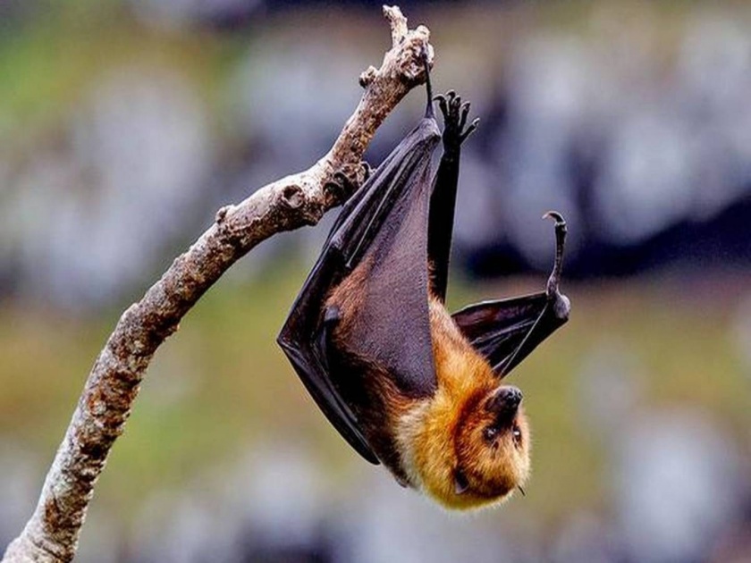 Nipah virus found in two bat species first time in Maharashtra by NIV team | Nipah Virus: धोका वाढला! राज्यातील वटवाघूळांमध्ये पहिल्यांदाच 'निपाह' विषाणू आढळला; मृत्यूदर ६५% असल्यानं चिंतेत भर