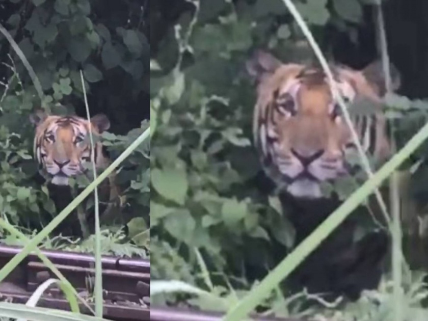 Man In Dudhwa Tiger Reserve Teased A Tiger Saying Hello Brother Hidden In Bushes | खतरनाक VIDEO! रस्त्यात चालताना झाडीत वाघ दिसला; तरुण वाघोबाला 'हॅलो ब्रदर' म्हणाला, अन् मग...