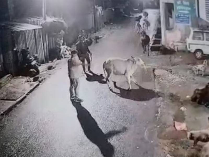lonavla capturing cctv on the pretext of making cows unconscious | धक्कादायक! गाईंना बेशुद्धीचं इंजेक्शन देऊन पळविण्याचा प्रकार CCTV कॅमेरात कैद