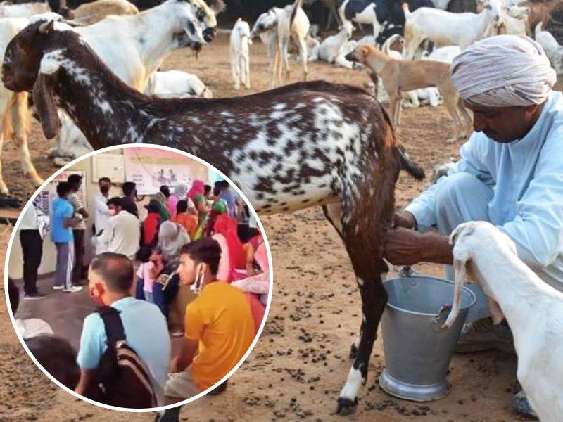 Goat Milk Is Not Being Found Even For 1600 Rupees A Liter Cases Of Fever Increased In Gurgaon | अमृताप्रमाणे घेतला जातोय बकरीच्या दूधाचा शोध; १६०० रुपये मोजूनही मिळेना; पण झालंय तरी काय..?