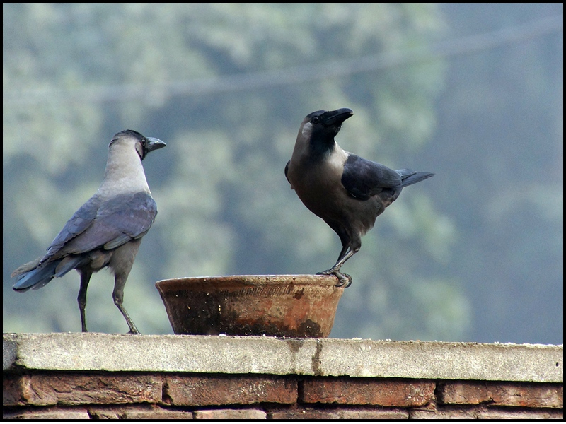 Pitru Paksha 2021: Seeing 'these' things related to crow in Pitru Paksha can be a sign of prosperity! | Pitru Paksha 2021 : पितृ पक्षात कावळ्याशी संबंधित 'या' गोष्टी नजरेस पडणे भरभराटीचे लक्षण ठरू शकते!