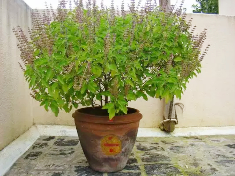 Does the Tulasi plant at your door often fade? Then try this solution! | तुमच्या दारातली तुळस वारंवार कोमेजते? मग 'हे' उपाय अवश्य करून बघा! 