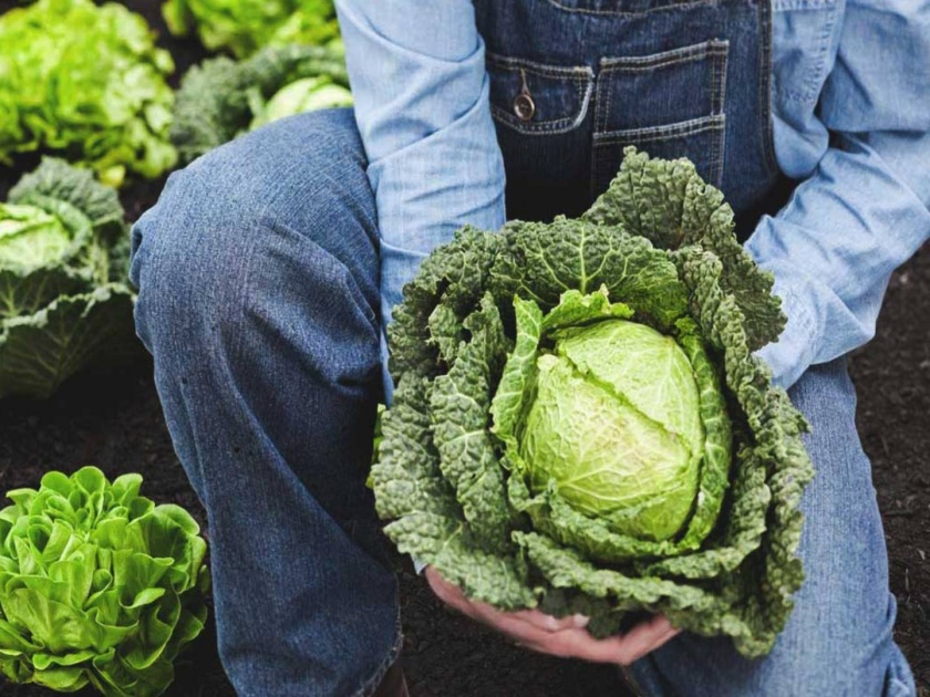 farm company offers 63 lakh yearly salary for cabbage and broccoli pickers | कोबी तोडण्यासाठी 'ही' कंपनी देतेय छप्परफाड पॅकेज; आकडा वाचून चक्रावून जाल