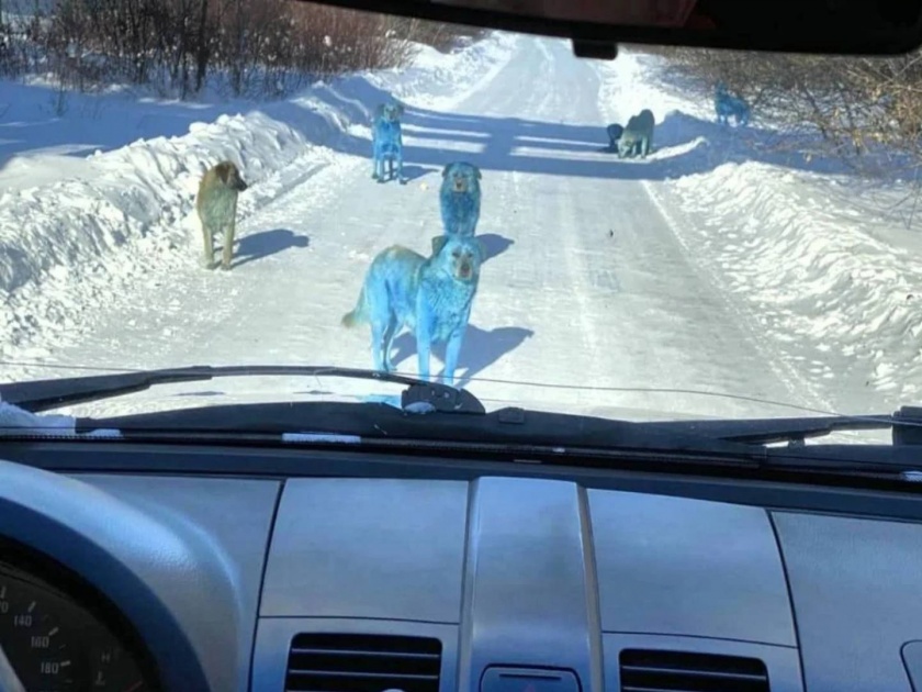 Reason Why Blue Dogs Were Seen In Russia | ...अन् अचानक रस्त्यात फिरताना दिसू लागले निळे कुत्रे; पाहून स्थानिक बुचकळ्यात पडले