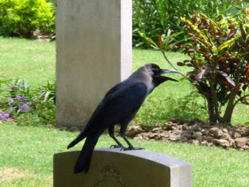 Pitru Paksha 2021: What is the alternative if the crow does not eat some of the offerings, read ...! | Pitru Paksha 2021 : काही केल्या नैवेद्याला कावळा शिवत नसेल तर पर्याय काय, वाचा...!