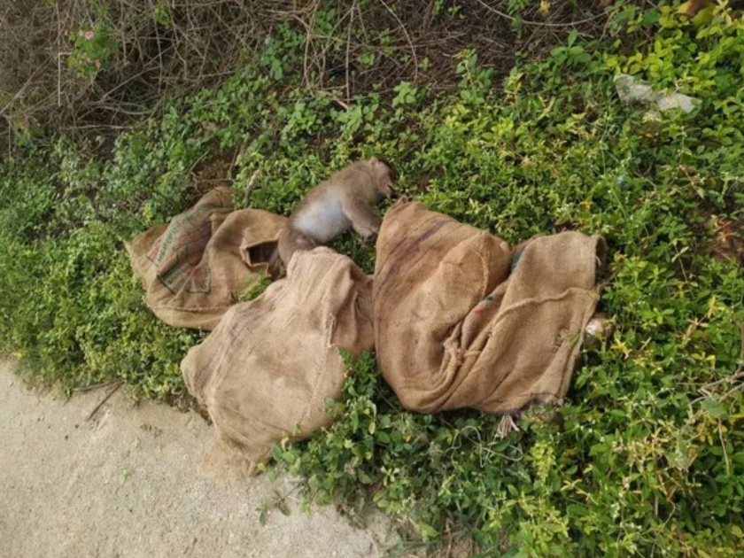 Over 20 monkeys poisoned dumped in gunny sacks near forest highway at karnataka | धक्कादायक! २० माकडांना विष देऊन संपवले; मृतदेह गोण्यांमध्ये भरून रस्त्याच्या कडेला फेकले