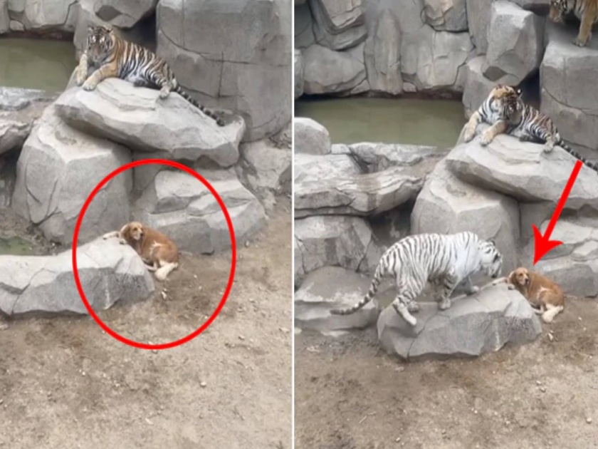 viral video dog was sitting in hiding then tigers came in the enclosure | VIDEO: चुकून वाघांच्या कळपात गेला कुत्रा; वाघाच्या दृष्टीस पडताच भलताच प्रकार घडला
