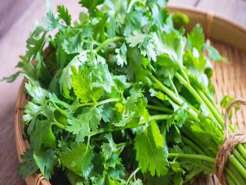 green vegetables including coriander prices increased | कोथिंबिरीसह पालेभाज्याही सामान्यांच्या आवाक्याबाहेर; भाजीपाल्याची आवक आली निम्म्यावर