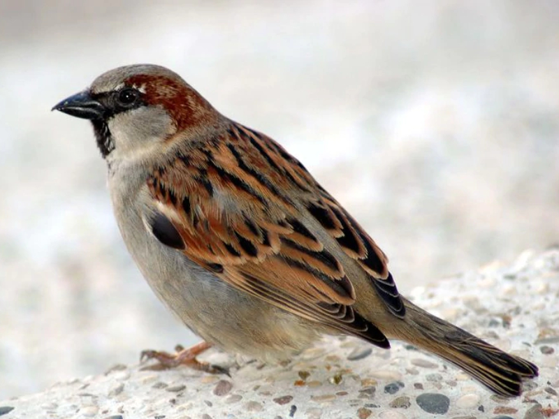 Why did people hear so many sounds of 'that' sparrow during the yatra? Acharya Dr. Lokesh Muni explained the reason!! | यात्रेतल्या 'त्या' एका चिमणीचे अनेक आवाज लोकांना का ऐकू येत होते? आचार्य डॉ. लोकेश मुनी यांनी सांगितले कारण!