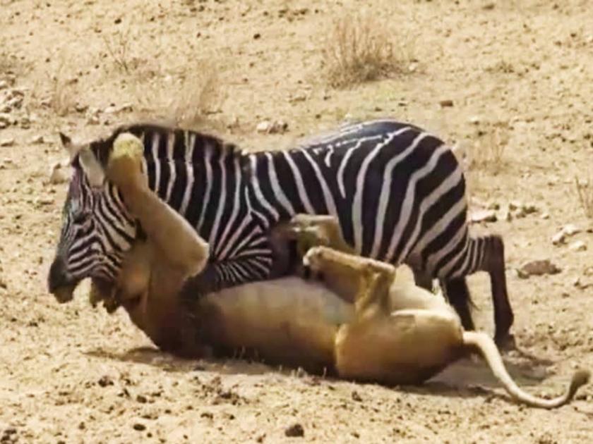 lion zebra hunt video goes viral see how prey fooled king of jungle | VIDEO: हा खरा हुशार! सिंह करणार होता शिकार; तितक्यात झेब्रा गुदगुल्या करून पसार