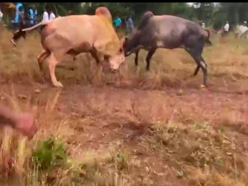 Bullfighting again in Kalyan | कल्याणात पुन्हा बैलांची झुंज! 