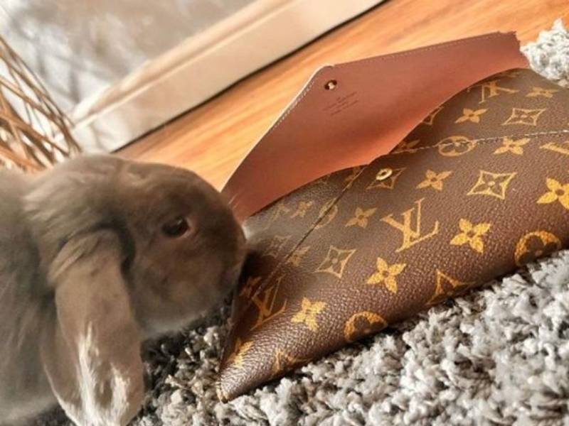 weird news when pet rabbit chew expensive items of owners air hostes | पाळीव सश्याला पिंजऱ्यात ठेवायला विसरली एअर हॉस्टेस अन् काय घडलं पाहा... 