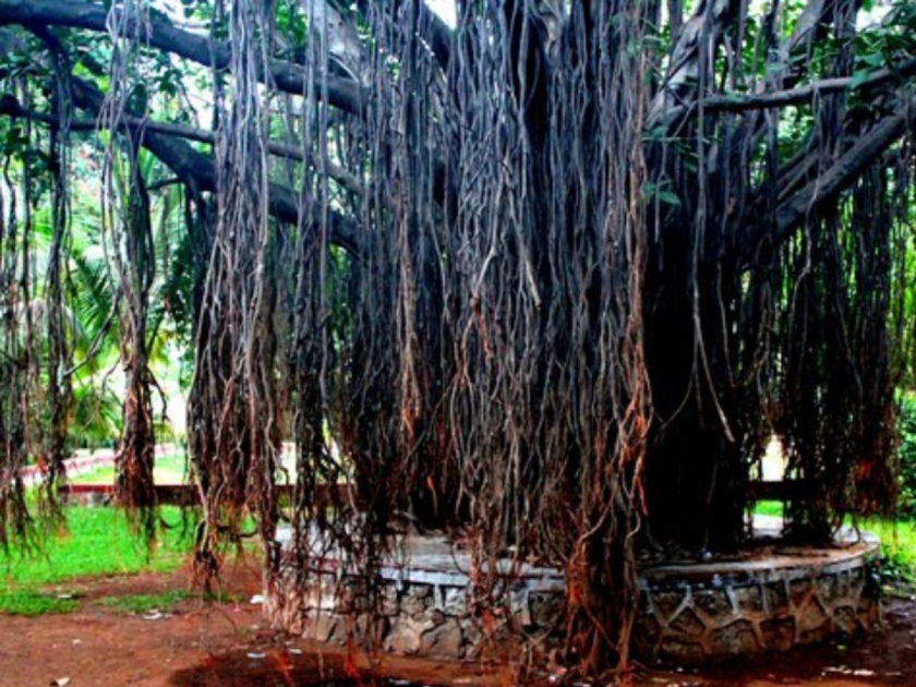 The banyan trees of these five places are considered to be the oldest banyan trees in Hinduism; Find out where they are located! | 'या' पाच ठिकाणचे वटवृक्ष हिंदू धर्मातील पुरातन वटवृक्ष समजले जातात; ते कुठे स्थित आहेत जाणून घ्या!