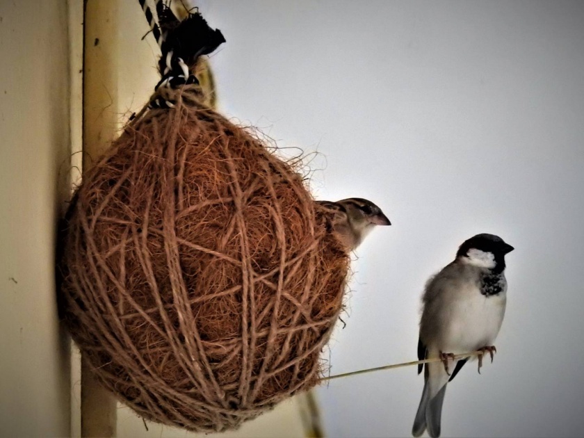 Sparrows also learned how to live according to the conditions | चिमण्याही शिकल्या परिस्थितीनुसार जगायचे कसे; जमेल तिथे बांधली घरटी