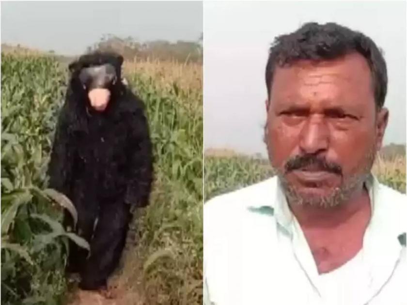 Farmer Hires A Man Wear Sloth Bear Costume To Keep Monkeys Away | शेतकऱ्याचा नाद करायचा नाय! शेत राखण्यासाठी 'अस्वल' ठेवलं नोकरीला; १५ हजार पगार