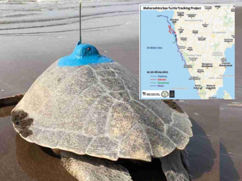 The tagged turtle has reached Mangalore the secret of the turtles journey is being revealed | टॅग केलेले कासव पाेहोचले मंगळुरूला!, कासवाच्या प्रवासाचे रहस्य उलगडतेय 