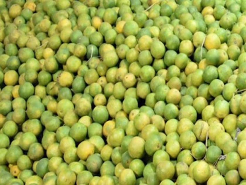 lemon onion garlic theft in uttar pradesh shahjahanpur | 'भाव' खाणाऱ्या लिंबांवर चोरांचा डल्ला; ६० किलोंचा माल घेऊन चोरटे पसार झाले, अन् मग...
