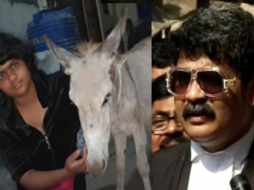 gunratn sadavarte daughter zen photos viral on social media with donkey max | गुणरत्न सदावर्तेंनी पाळलंय चक्क गाढव; सोशल मीडियावर 'मॅक्स'चे फोटो तुफान व्हायरल