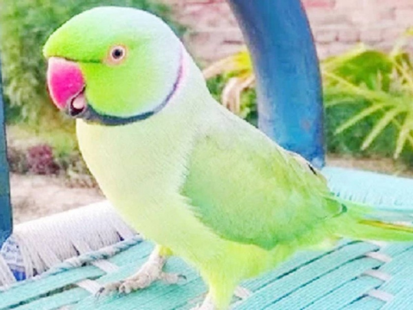 parrot missing caged police complaint bastar chhattisgarh | कुणाचं काय तर कुणाचं काय...मालकाला गुंगारा देऊन पोपट पिंजऱ्यातून उडाला अन् पोलीस लागले कामाला!