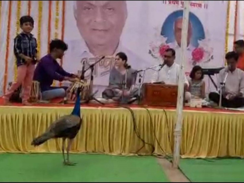 peacock reached on the stage directly in bhajan program | भक्तीरंगात लांडोरही तल्लीन! भजन सुरू असताना थेट व्यासपीठावर पोहोचला लांडोर, पाहा VIDEO