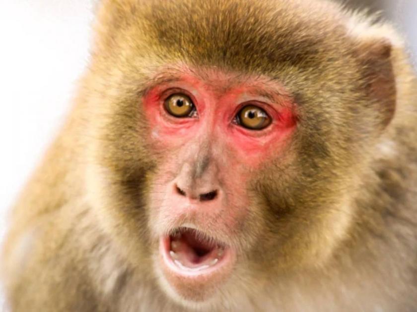 smuggling of red mouthed monkey major demand in us for research | धक्कादायक! लाल तोंडाच्या माकडाची विदेशात तस्करी, अमेरिकेत संशोधनाची मोठी मागणी