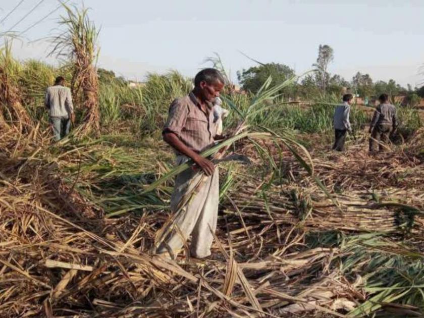 sugarcane growers issues the co operative movement is in trouble due to lack of security | मुद्द्याची गोष्ट: ऊस उत्पादक वाऱ्यावर; राजाश्रय नसल्याने सहकार चळवळ अडचणीत