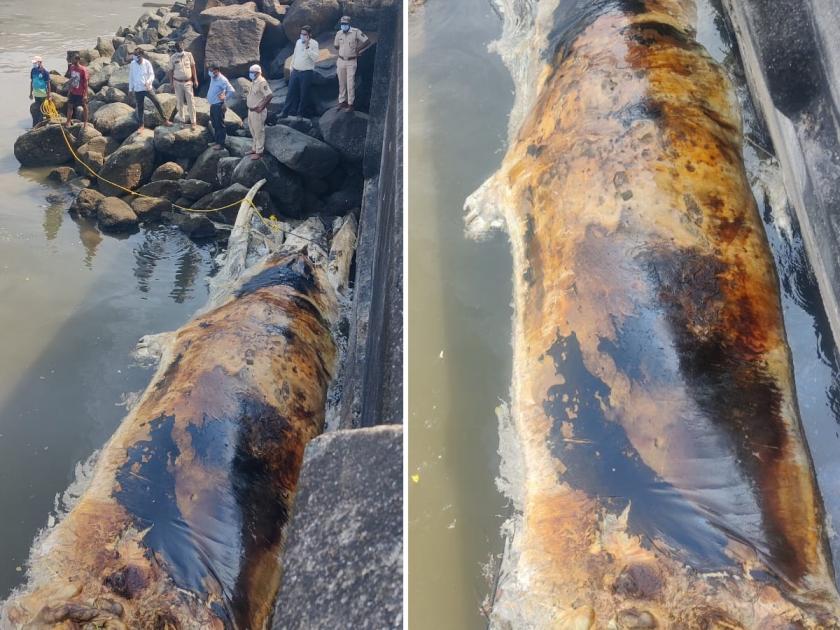 A 35 foot long 8 ton dead whale washed ashore on Elephanta Island | एलिफंटा बेटावरील किनाऱ्यावर ३५ फुटी लांबीचा ८ टन वजनाचा मृत व्हेल मासा