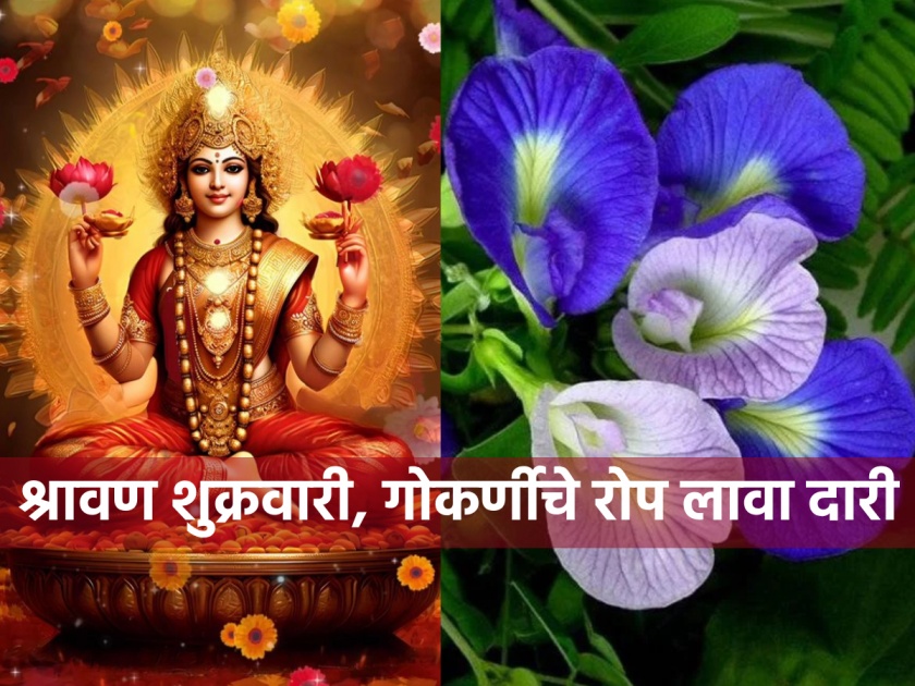 Shravan Shukrawar 2023: On Shravan Friday, plant Gokarni on the doorstep; Lakshmi will be blessed and will get immense wealth! | Shravan Shukrawar 2023: श्रावण शुक्रवारी, गोकर्णीचे रोप लावा दारी; लक्ष्मीमातेची होईल कृपा मिळेल अपार धनसंपदा!