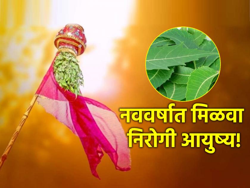 Gudi Padwa 2024: Don't throw away the neem leaf after taking down the Gudi in the evening, use it as it is! | Gudi Padwa 2024: सायंकाळी गुढी उतरवल्यावर कढीलिंबाचा पाला फेकू नका, त्याचा 'असा वापर करा!