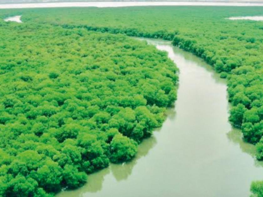 The largest mangrove forest Do you know the story of Vikhroli and Powai | खारफुटीचं सर्वात मोठं जंगल! विक्रोळी अन् पवईची 'ही' स्टोरी माहित्येय का?