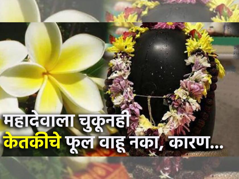 Shiv Puja: Always offer bel leaf and white flowers to Mahadev, but never Ketki flowers; Read why! | Shiv Puja: महादेवाला नेहमी बेल आणि पांढरे फुल वाहावे, पण केतकीचे फुल कदापि नाही; वाचा कारण!