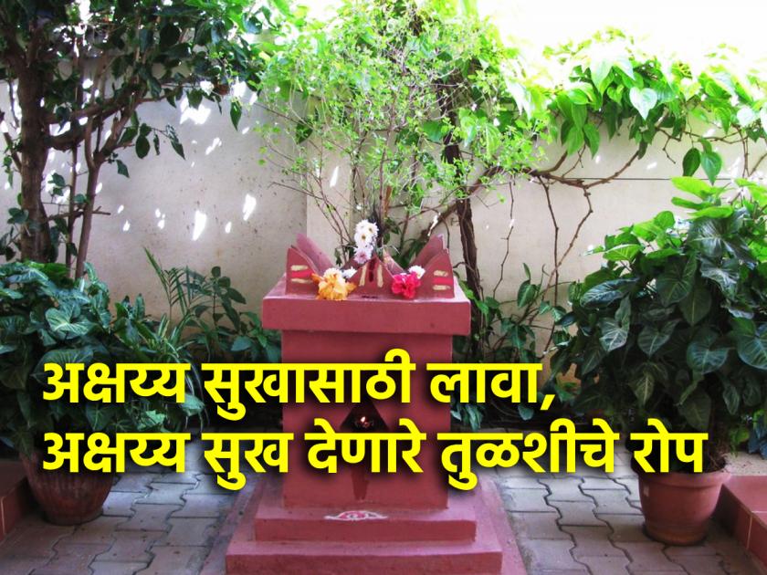 Akshaya Tritiya 2024: On the day of Akshaya Tritiya, put new basil; There will be countless benefits! | Akshaya Tritiya 2024: अक्षय्य तृतीयेच्या दिवशी लावा नवीन तुळस; होतील अगणित फायदे!
