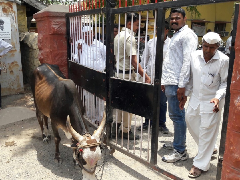 Farmers' agitation, including the Bhakad cows on the Nevasa Tehsil office | नेवासा तहसील कार्यालयावर भाकड गायींसह शेतक-यांचे आंदोलन
