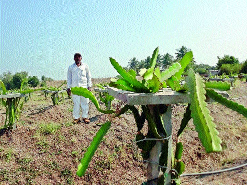 Farmer's success in the famine of dragon fruit, Dada, Vadapuri | दुष्काळात फुलवली ड्रॅगन फ्रूटची शेती , वडापुरी येथील शेतकऱ्याचे यश